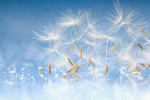 schmuckbild Pusteblumensamen