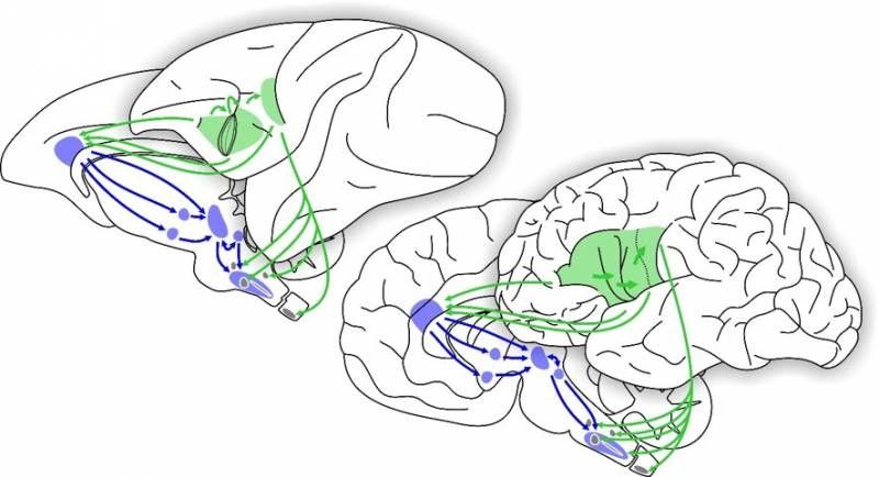 Wissenschaftliche Abbildung