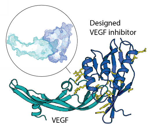 Wissenschaftliche Abbildung zum Thema De novo design of epitope-directed binders