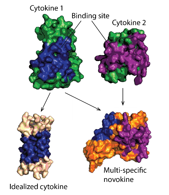 Wissenschaftliche Abbildung zum Thema Design of idealised growth factors, cytokines, and novokines