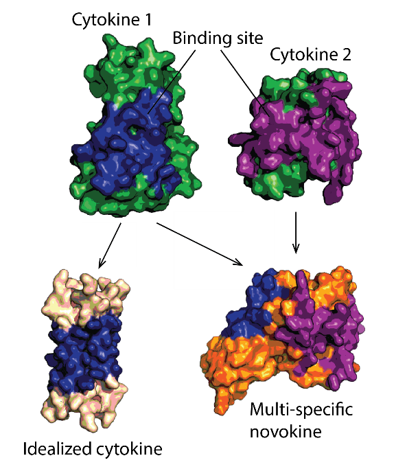Wissenschaftliche Abbildung zum Thema Design of idealised growth factors, cytokines, and novokines