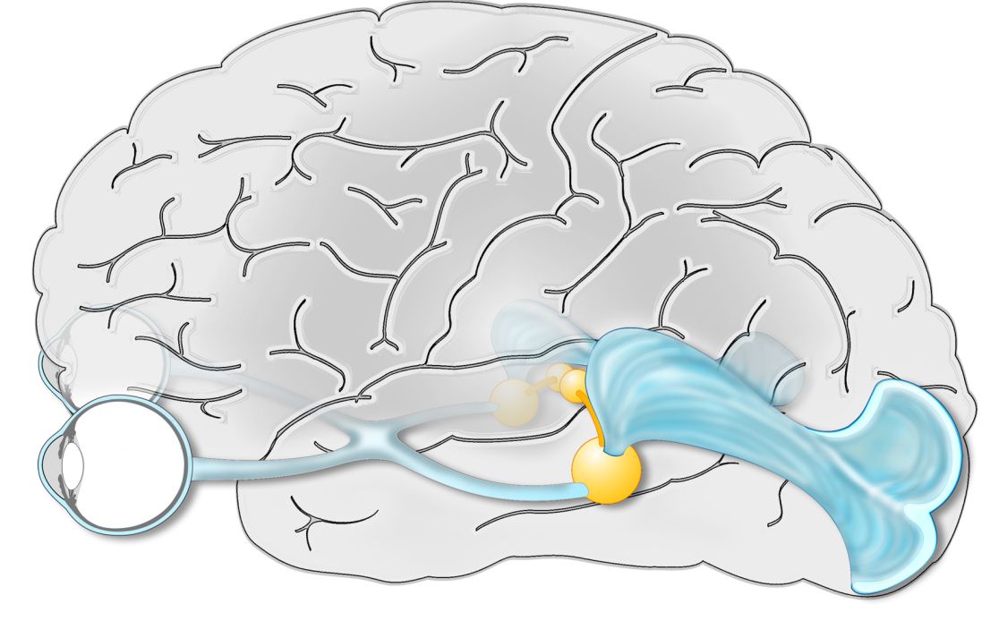 Zeichnung von einem Gehirn