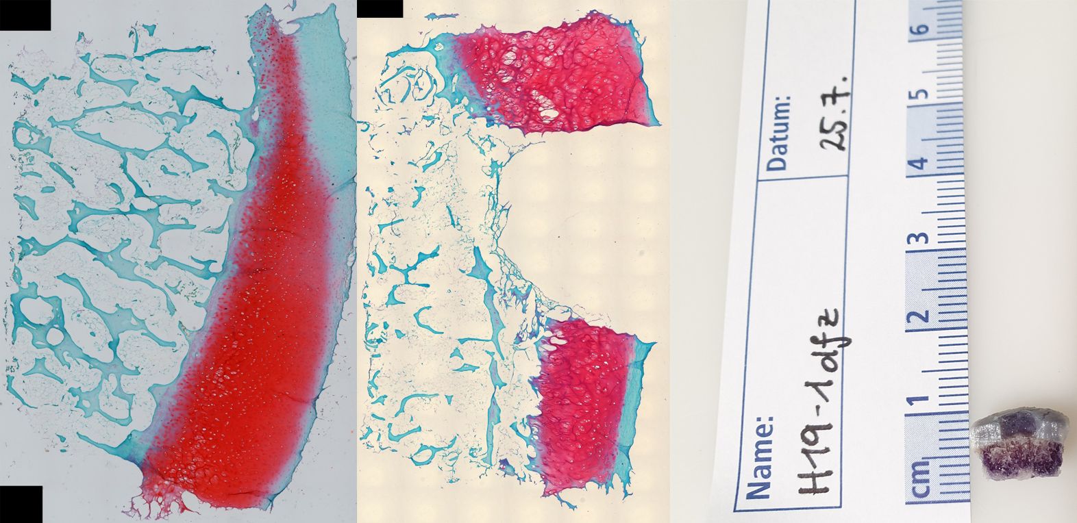 Scientific illustrations to accompany the text