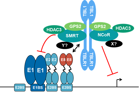 Wissenschaftliche Abbildung zum Text