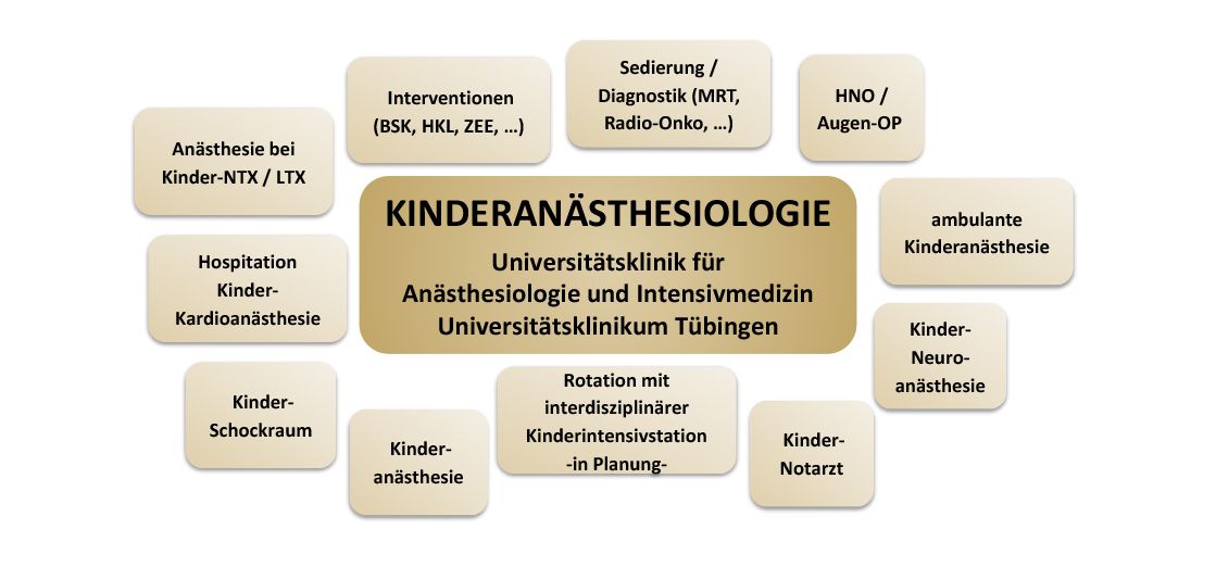 Die Einsatzmöglichkeiten im Organigramm