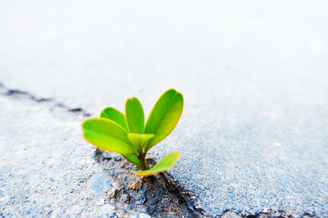 Grünes-Pflänzchen-wächst-aus-Beton