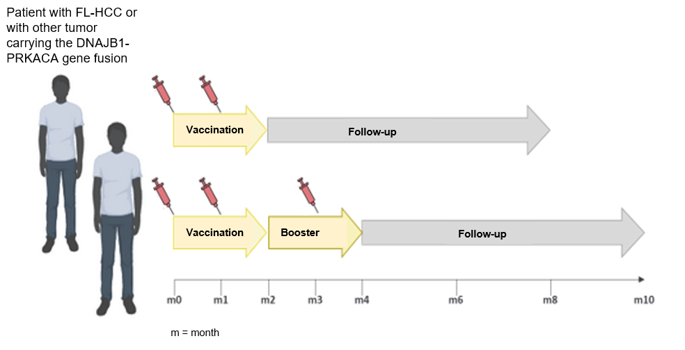 Grafik zum Studienablauf