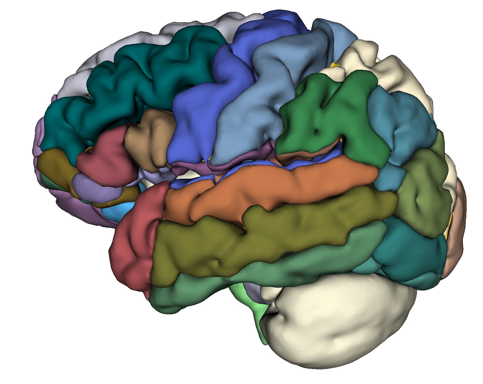 Grafik Gehirn mit Arealen in Farben
