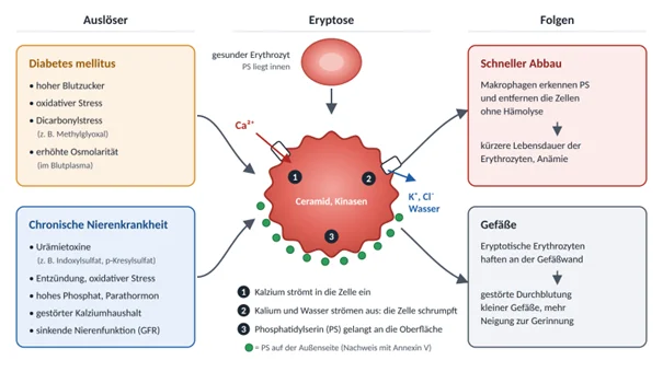 Wissenschaftliche Abbildung zum Text