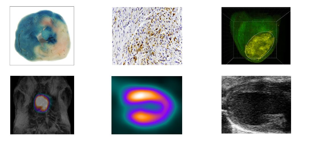 Wissenschaftliche Abbildung