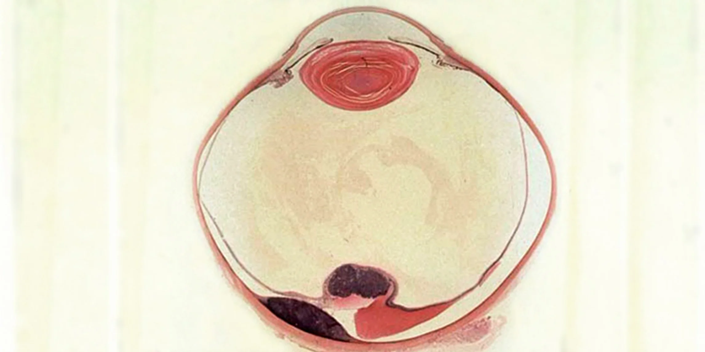 Zeichnung von einem Auge im Querschnitt