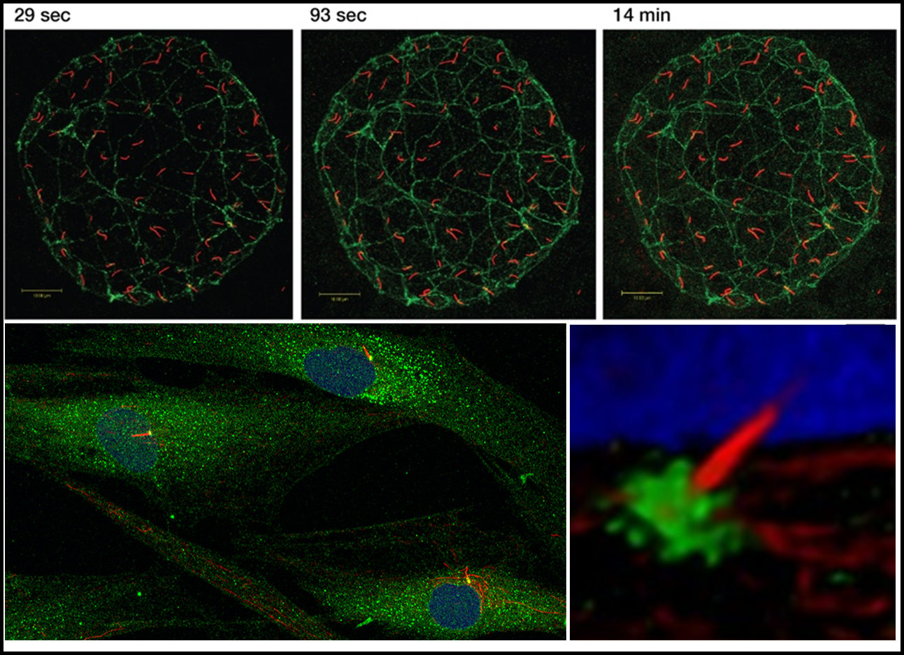 Aufnahmen des Mikroskops Leica Stellaris 5 