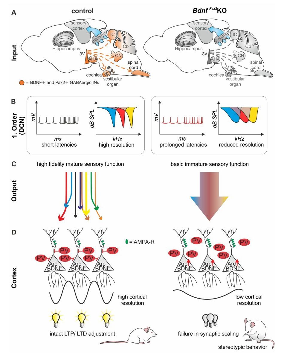 Wissenschaftliche Abbildung