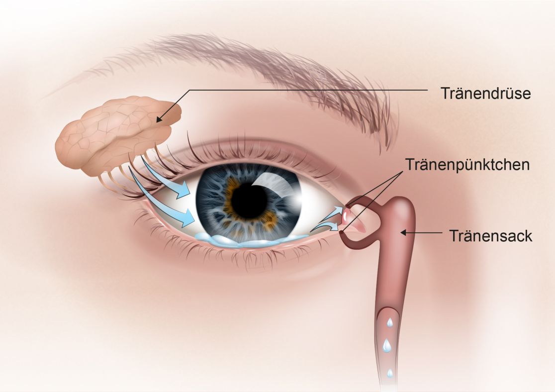 Abbildung des Augen und der Tränendrüse