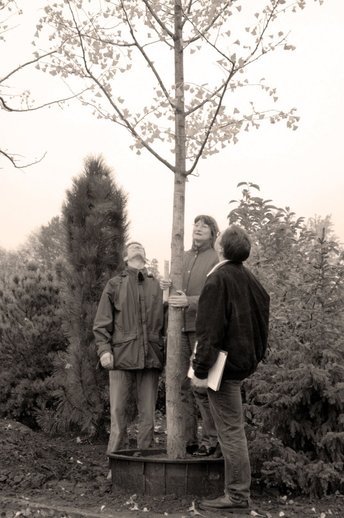 Drei Menschen pflanzen einen Baum