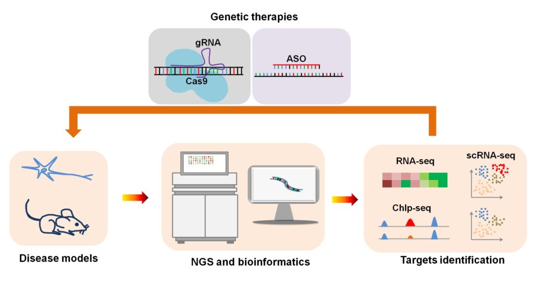 Schematische Darstellung des Arbeitsgebiets: Genetic therapies- Disease models - NGS and bioinformatics - Targets identification