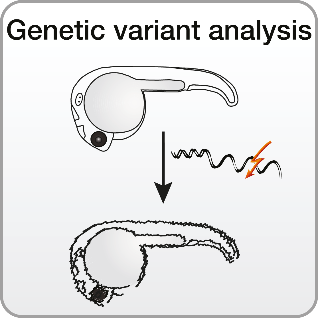 Genetic variants analysis