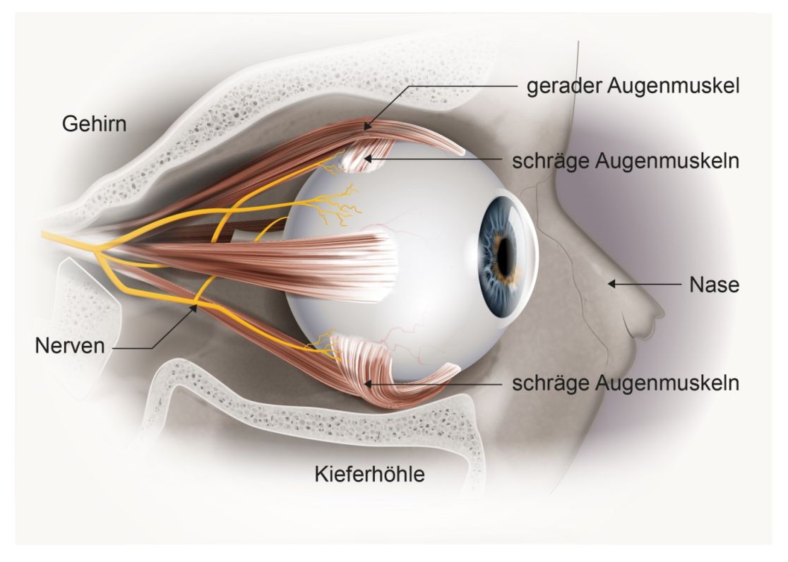 Schematische Darstellung des Auges
