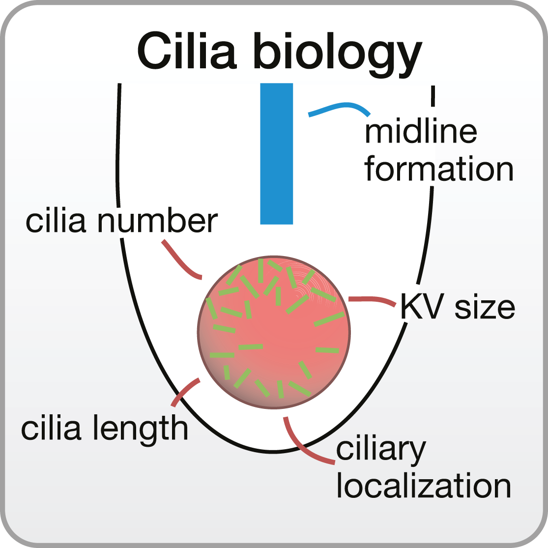 Cilia biology