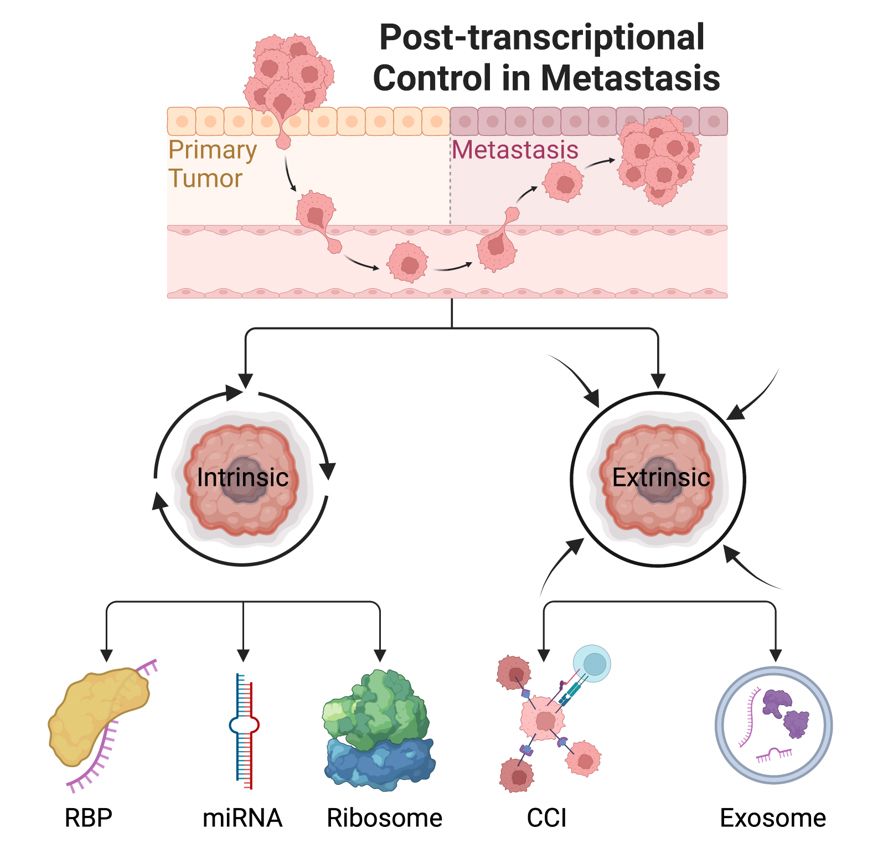 Wissenschaftliche Abbildung zum Forschungsschwerpunkt: Post-transcriptional control in metastasis