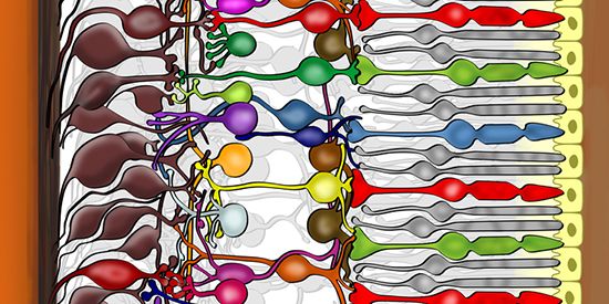 Schematische Darstellung der Netzhaut
