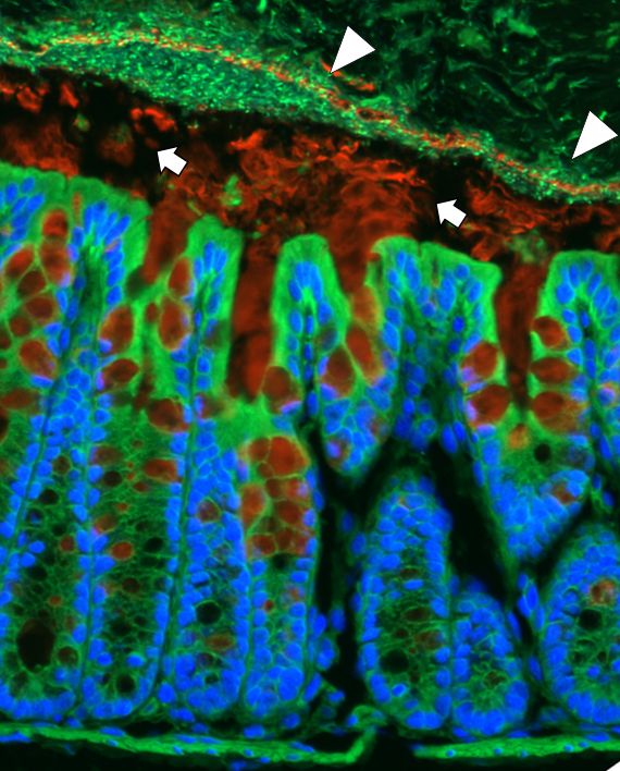 Bacteria on mucosal surfaces of the mouse gut