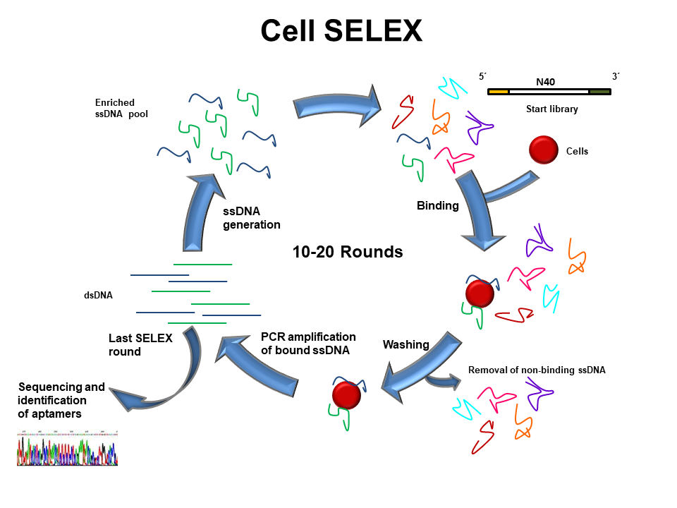 Cell SELEX