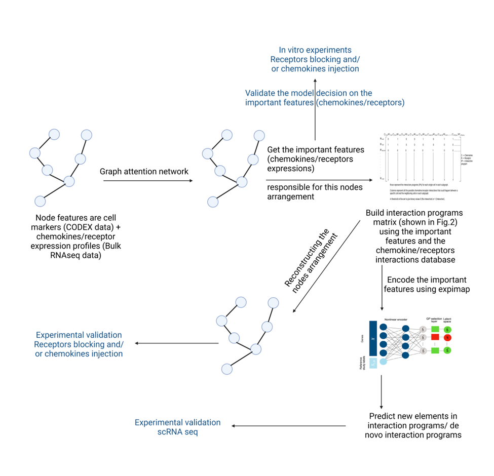 Schematische Darstellung: Anwendung von Graph-neuronalen Netzwerken zur Untersuchung der Rolle von Chemokinen im TME