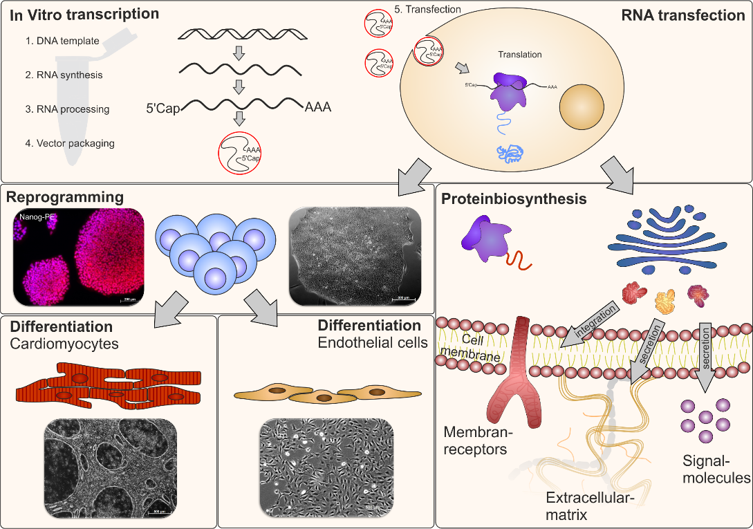 In vivo transcription, RNA transfection, Reprogramming, Differentiation and Proteinbiosynthesis