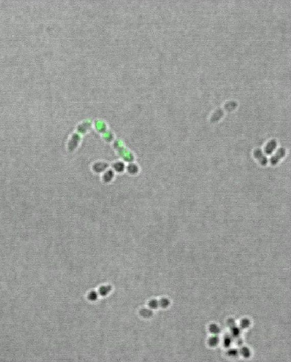 IgA coating of Enterococcus faecalis in vitro by fluorescently labeled anti-IgA